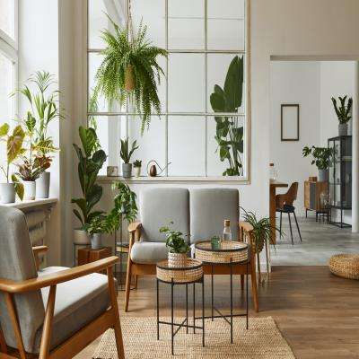 Living Room Design Filled With Plants and Minimalist Furniture